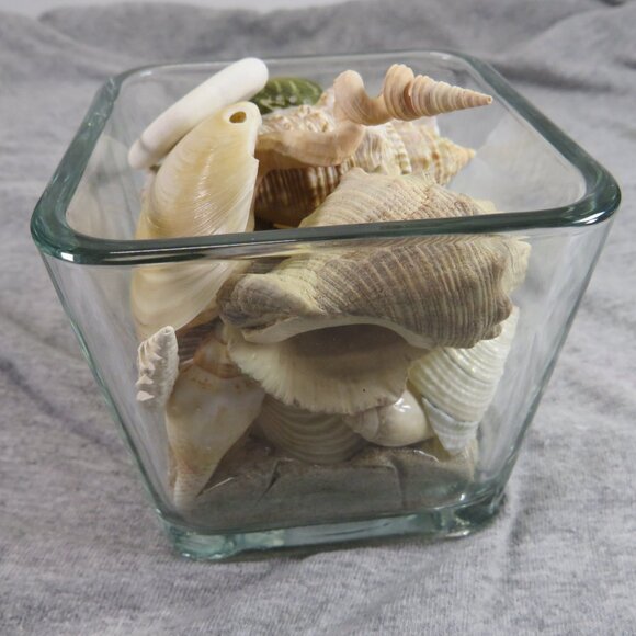 REAL Sea Shells in a Glass Square Vase and sand #12 - Picture 8 of 11